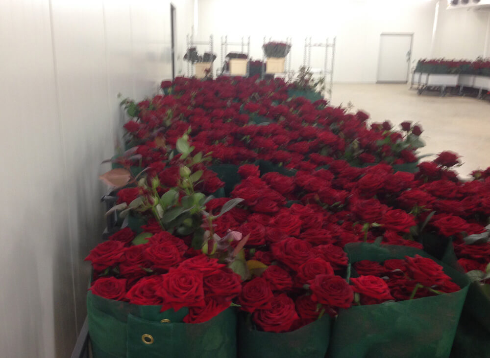 Transport cart with red roses inside