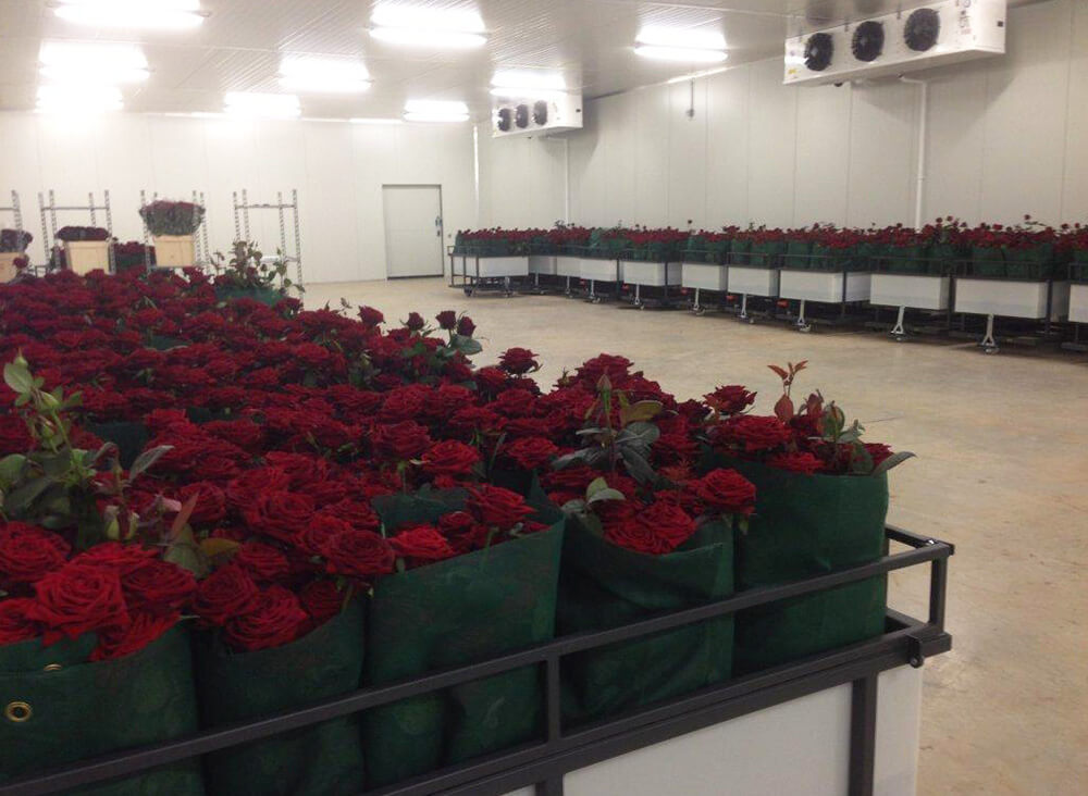 Red roses stored in water tank from transport cart
